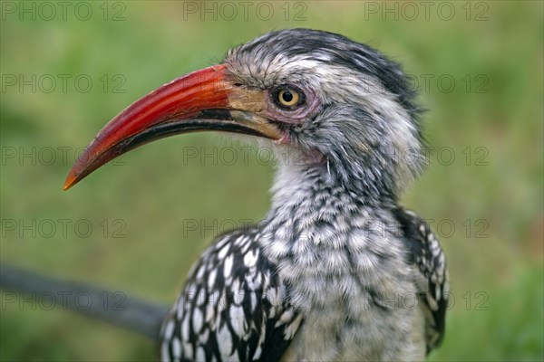 Northern red-billed hornbill