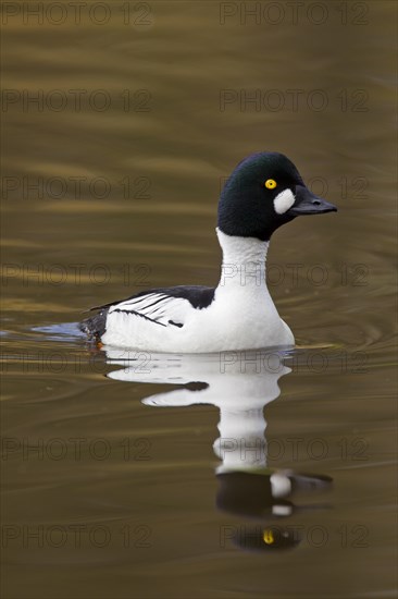 Common goldeneye