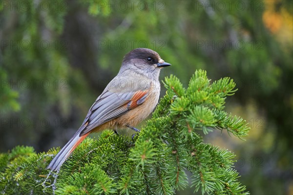 Siberian jay