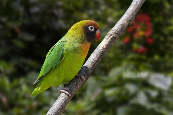 Black-cheeked lovebird