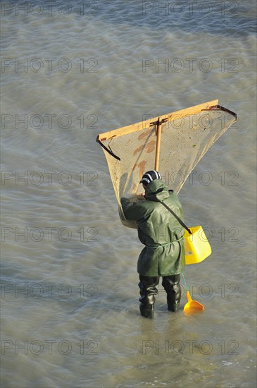 Shrimper fishing for shrimps with shrimping net along the beach at Le Treport