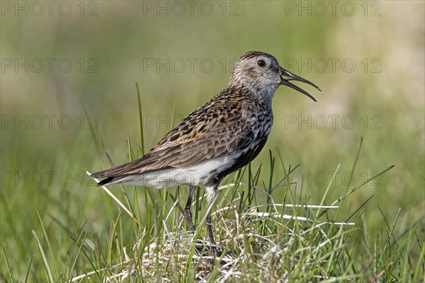 Dunlin