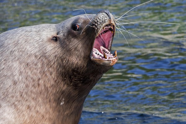 Steller sea lion