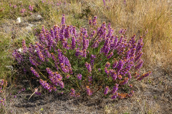 common heather