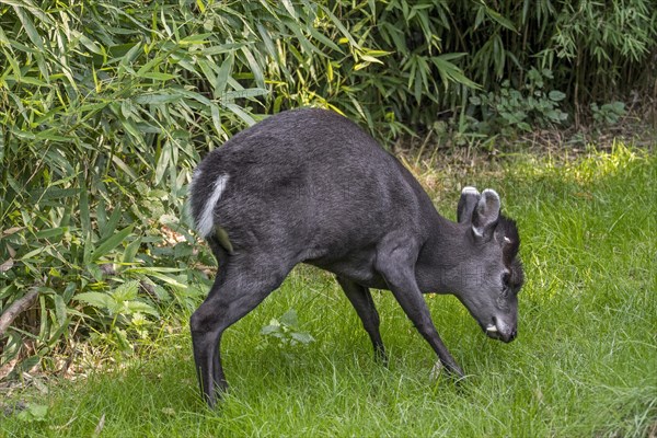 Tufted deer