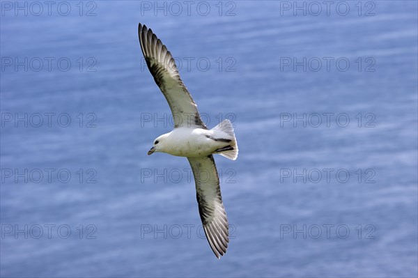 Northern fulmar