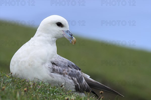 Northern fulmar