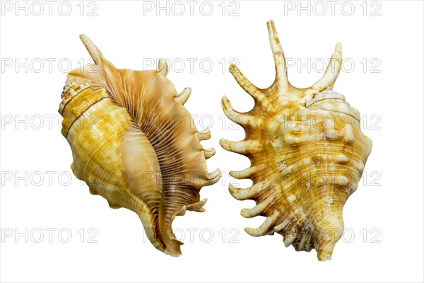 Millipede spider conchs