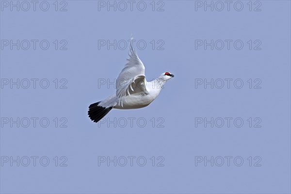 Rock ptarmigan