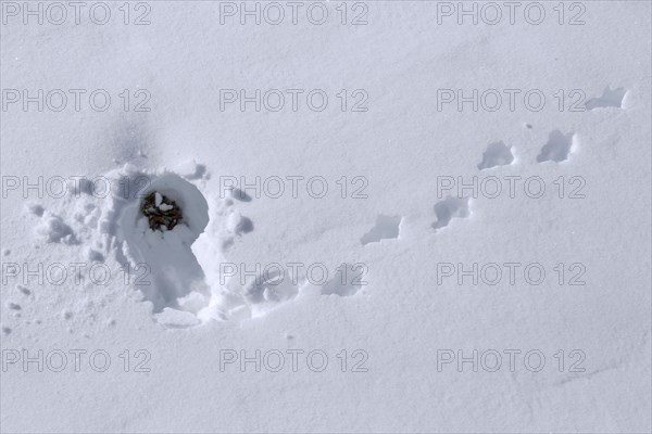 Rock ptarmigan