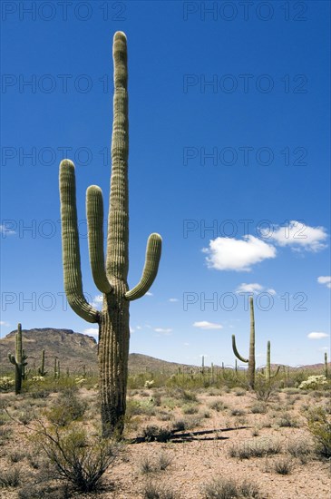 Saguaro