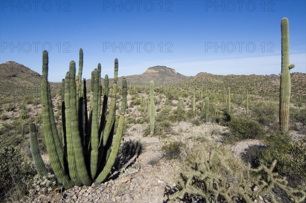 Saguaro cacti and Organ pipe cactus