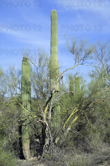 Saguaro