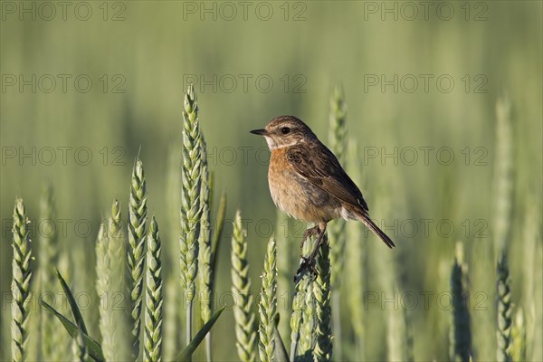 European Stonechat