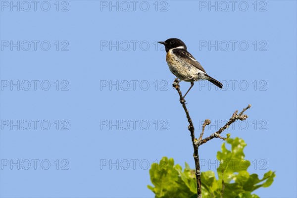 European stonechat