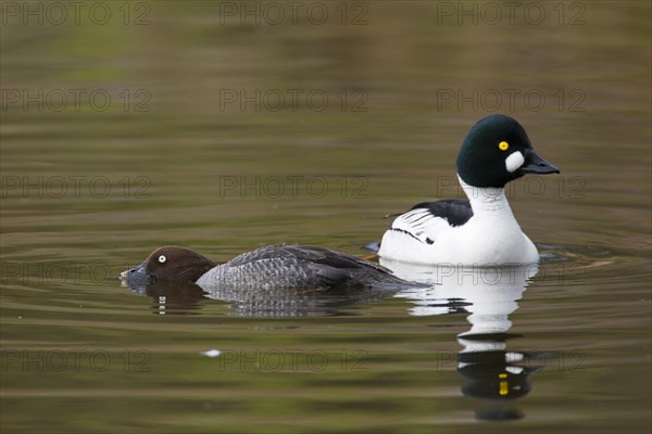 Common goldeneye