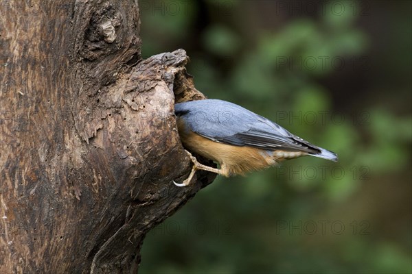 Eurasian nuthatch