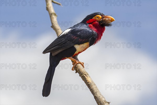 Bearded barbet