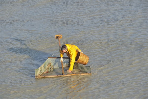 Shrimper fishing for shrimps with shrimping net along the beach at Le Treport