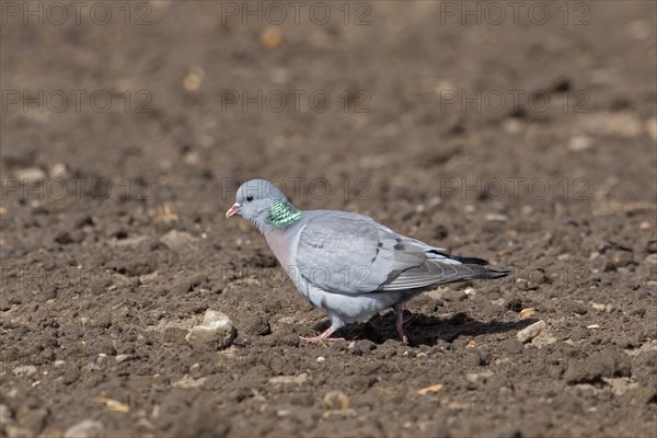 Stock dove