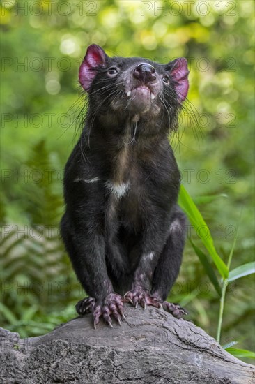 Tasmanian devil