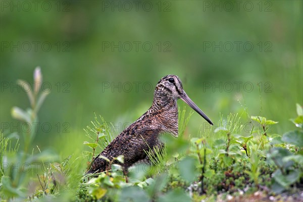 Eurasian Woodcock