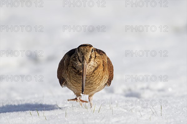 Eurasian woodcock