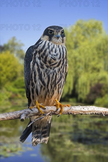 Eurasian hobby