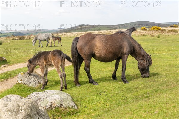 Mares and foals Dartmoor ponies