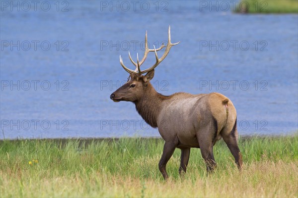 Elk