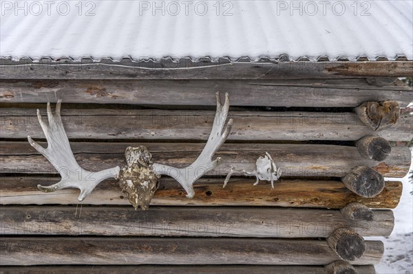 Moose and reindeer antlers hanging outside on wall of log cabin