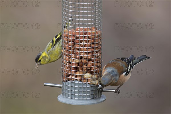 European siskin