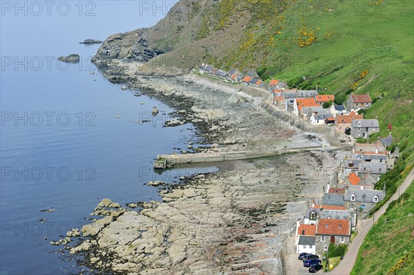 Crovie