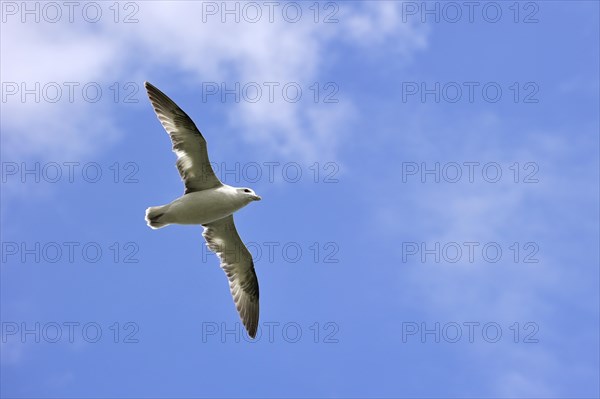 Northern Fulmar