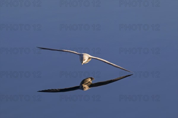 Northern fulmar