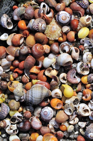 Pile of colourful sea snail shells washed on beach along the North Sea coast