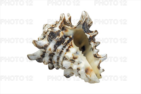 (Vasum turbinellus), tropical sea snail, marine gastropod mollusk native to the Indo-Pacific Ocean on white background