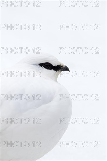 Rock ptarmigan