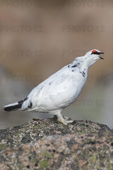 Rock ptarmigan