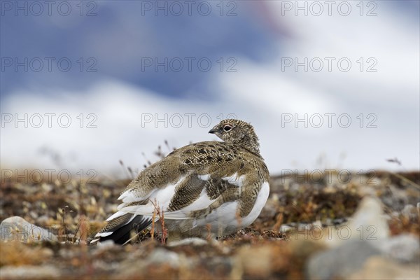 Rock ptarmigan