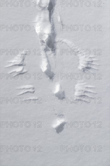 Rock ptarmigan