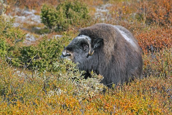 Muskox