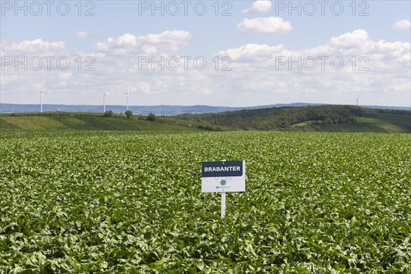Notice board for seeds of the company SES VANDERHAVE on a sugar beet field