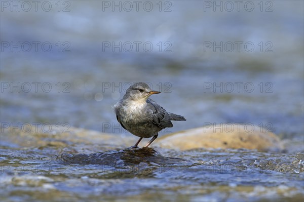 American dipper