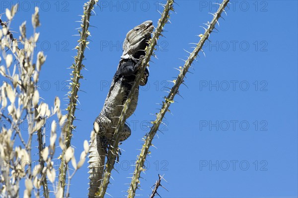 Sonoran spiny-tailed iguana