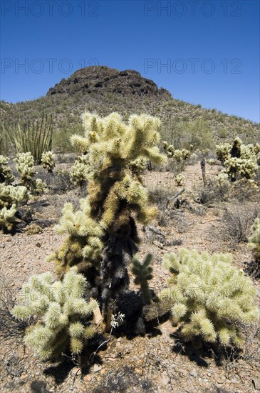 Teddybear Cholla