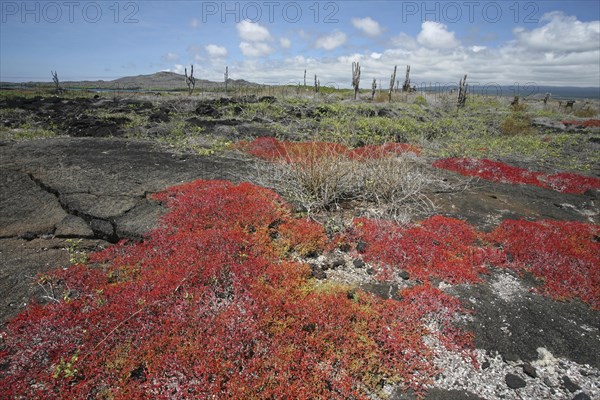 Vegetation on volcanic lava field