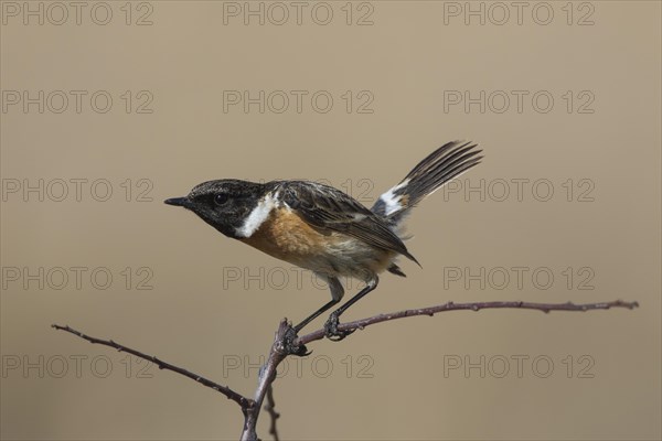 European stonechat