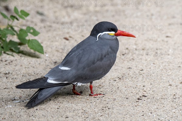 Inca tern