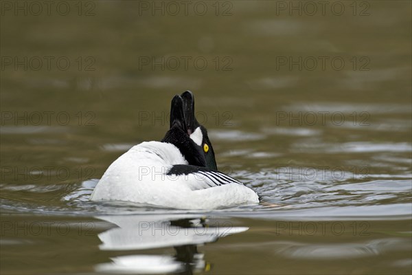 Common goldeneye